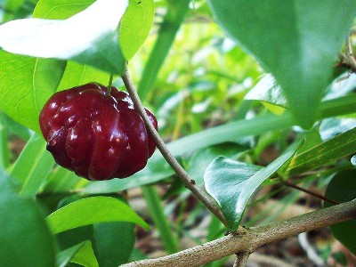 Pitanga or Suriname Cherry